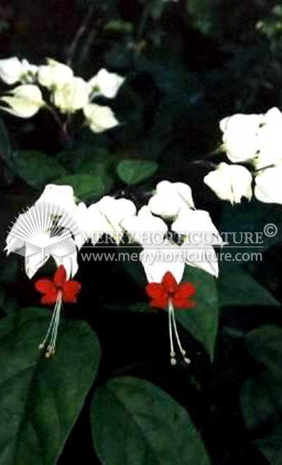 Clerodendrum thomsoniae (Bleeding Heart Vine)